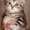 шотланский вислоухий котик  - Изображение #4, Объявление #76125