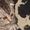 шотланский вислоухий котик  - Изображение #3, Объявление #76125