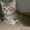 Продаются британские котята от клуба Симба - Изображение #1, Объявление #246312