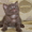 Продаются британские котята от клуба Симба - Изображение #2, Объявление #246312
