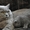 Голубой британский титулованный кот (привезен с Москвы) приглашает кошечек на вя - Изображение #1, Объявление #277028