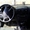 ПРОДАМ Toyota Avensis 2009 г.в. - Изображение #2, Объявление #359513
