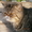 Персидский кот ищет хозяина #412559