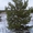 Продаем сосны новогодние живые пушистые (елки,  ели,  сосенки) к Новому Году оптом #426479
