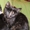 Котята от умной домашней кошки - Изображение #2, Объявление #479249