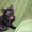 Котята от умной домашней кошки - Изображение #1, Объявление #479249