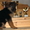 Продам щенка немецкой овчарки с родословной - Изображение #4, Объявление #489401