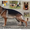 Продам щенка немецкой овчарки с родословной - Изображение #7, Объявление #489401