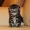 Продам Шотландские вислоухие котята - Изображение #1, Объявление #469480