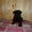 Цвергшнауцер щенки  черного окраса продам - Изображение #5, Объявление #358627
