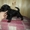 Цвергшнауцер щенки  черного окраса продам - Изображение #4, Объявление #358627