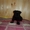 Цвергшнауцер щенки  черного окраса продам - Изображение #7, Объявление #358627