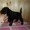 Цвергшнауцер щенки  черного окраса продам - Изображение #3, Объявление #358627