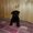 Цвергшнауцер щенки  черного окраса продам - Изображение #2, Объявление #358627
