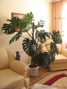 Монстера -комнатное растение - Изображение #1, Объявление #212457