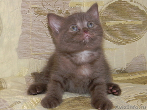 Продаются британские котята от клуба Симба - Изображение #2, Объявление #246312