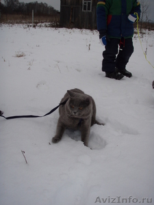 Голубой британский титулованный кот (привезен с Москвы) приглашает кошечек на вя - Изображение #3, Объявление #277028