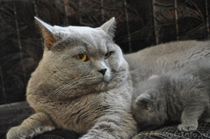 Голубой британский титулованный кот (привезен с Москвы) приглашает кошечек на вя - Изображение #1, Объявление #277028
