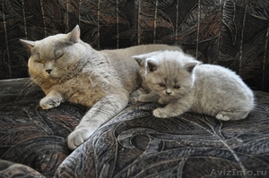 Голубой британский титулованный кот (привезен с Москвы) приглашает кошечек на вя - Изображение #2, Объявление #277028