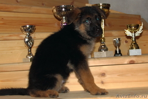 Продам щенка немецкой овчарки с родословной - Изображение #4, Объявление #489401