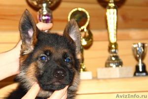 Продам щенка немецкой овчарки с родословной - Изображение #3, Объявление #489401