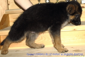 Продам щенка немецкой овчарки с родословной - Изображение #1, Объявление #489401