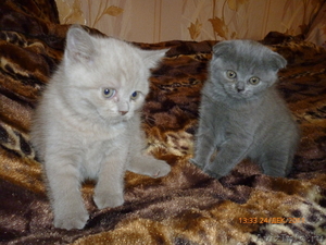 Британские вислоухие плюшевые котята - Изображение #2, Объявление #492735