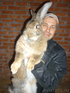 Кролики самых больших размеров - Изображение #2, Объявление #490530