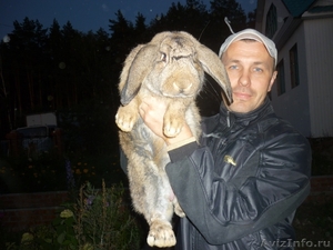 Кролики самых больших размеров - Изображение #1, Объявление #490530