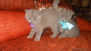 Очаровательные британские котята - Изображение #2, Объявление #720222