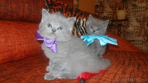 Очаровательные британские котята - Изображение #1, Объявление #720222