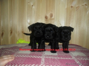 Цвергшнауцер щенки  черного окраса продам - Изображение #1, Объявление #358627