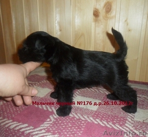Цвергшнауцер щенки  черного окраса продам - Изображение #6, Объявление #358627