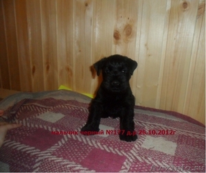 Цвергшнауцер щенки  черного окраса продам - Изображение #2, Объявление #358627