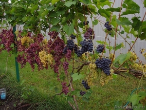 Черенки винограда почтой - Изображение #1, Объявление #1104304