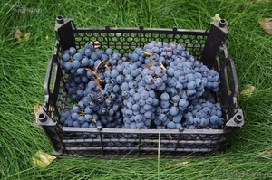 Черенки винограда почтой - Изображение #6, Объявление #1104304