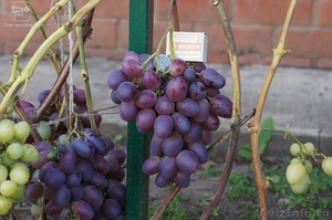 Черенки винограда почтой - Изображение #4, Объявление #1104304